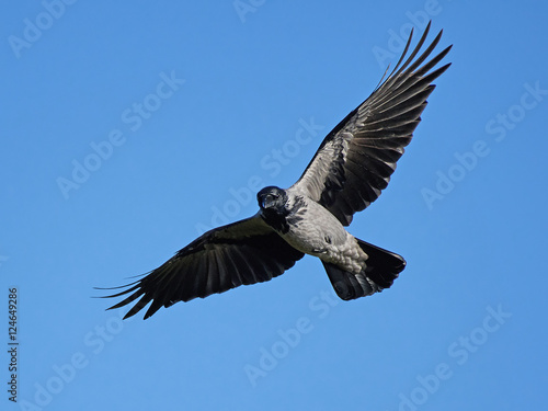 Hooded crow  Corvus cornix 