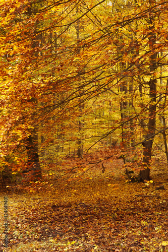 mysterious path in the forest - warm autumn landscape © szmuli