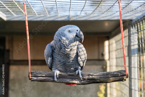 Leinwand Poster African Grey Parrot on a swing in an aviary