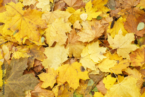 Yellow autumn leaves of maple tree on the ground - optimistic fall background