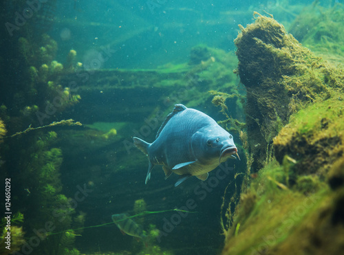 clsoe up on Cyprinus carpio in fresh water
