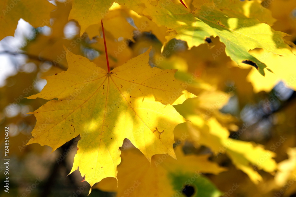 Obraz premium наступила осень