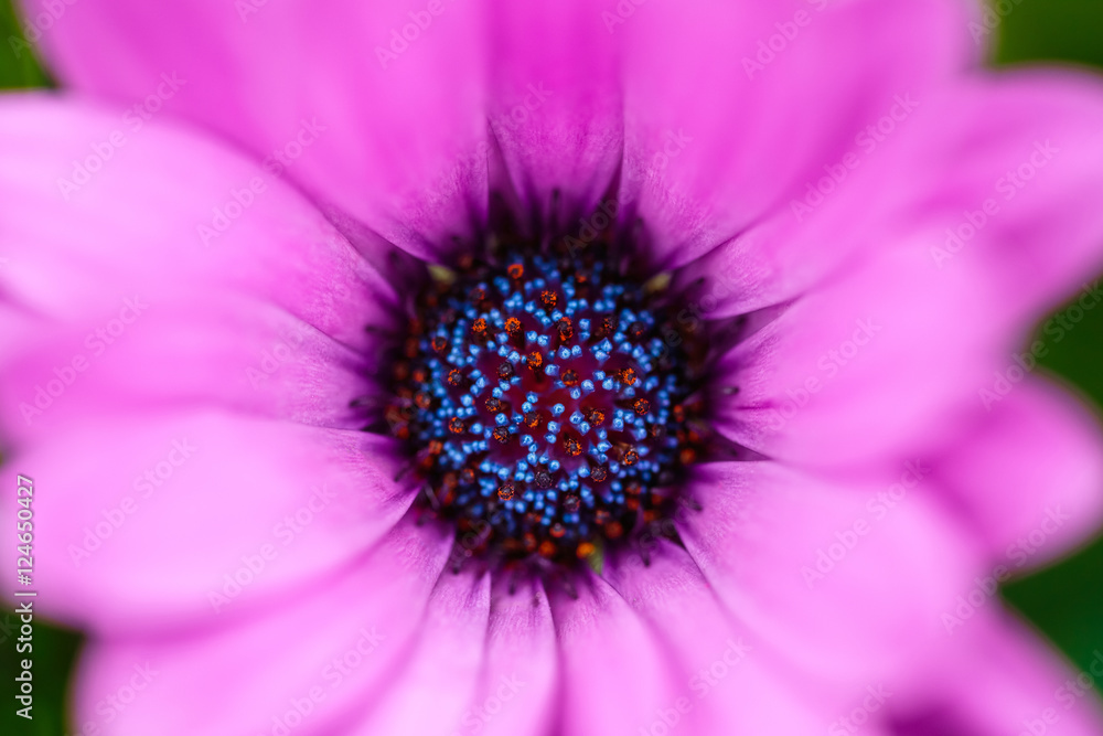 custom made wallpaper toronto digitalpink african daisy with green leaves with a blurred background