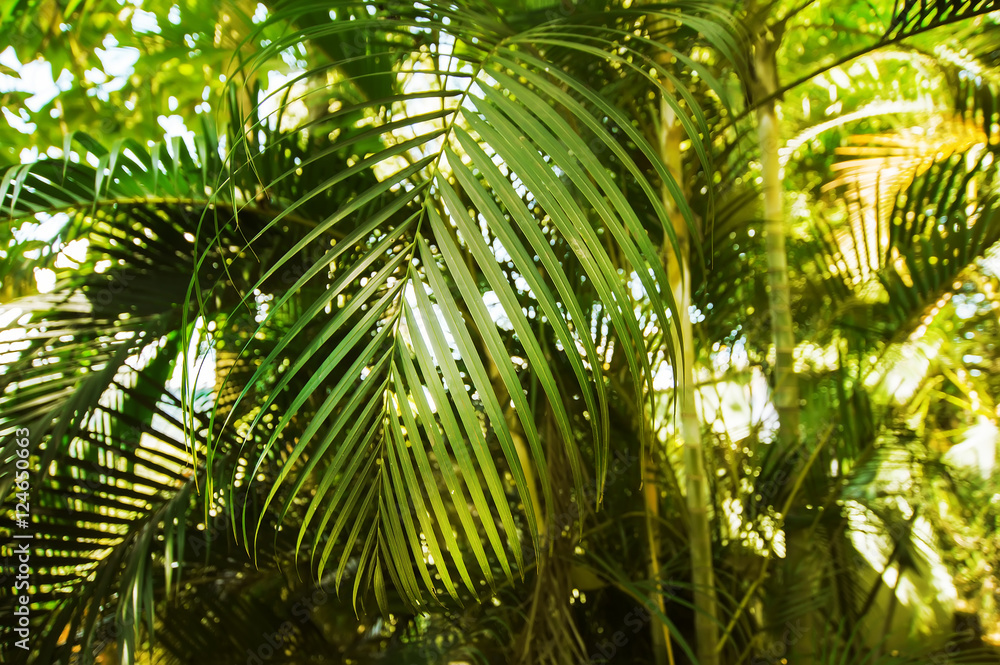 Fototapeta premium coconut palm branches