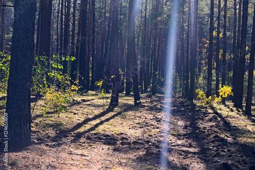 Autumn forest. A ray of sunlight is breaking through the branches of trees. Trunks of trees cast long shadows