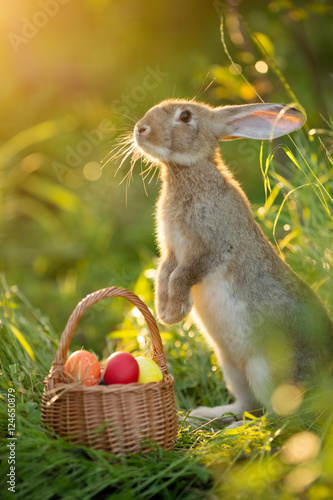 Easter bunny with a basket of eggs. Happy Easter Bunny on a card