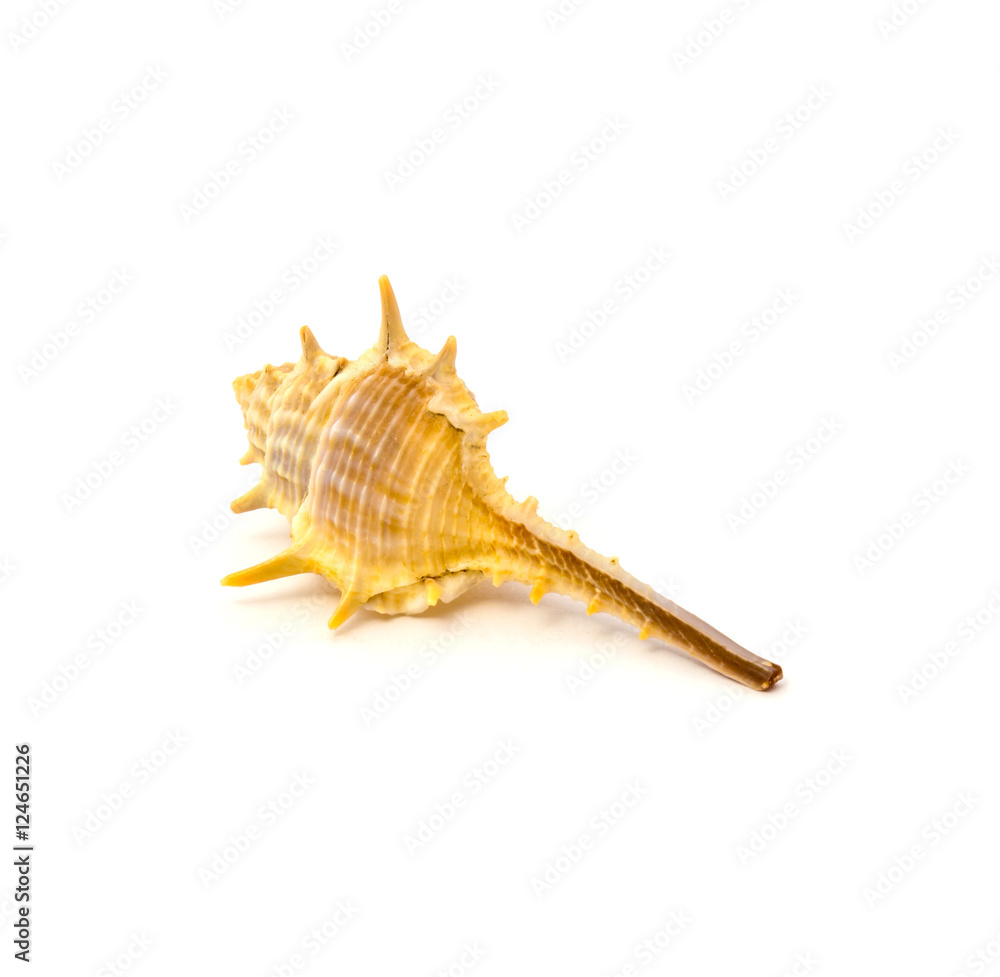 Sea shell isolated on a white background Sea shell isolated on a white background