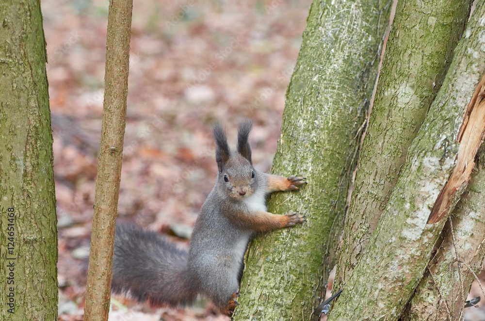 Fototapeta premium Eastern Gray Squirrel (Sciurus carolinensis) on the trunk of a mossy tree. Wildlife autumn background