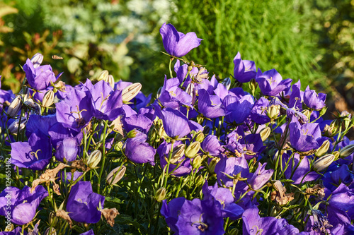 beautiful purple Campanula flower detail .