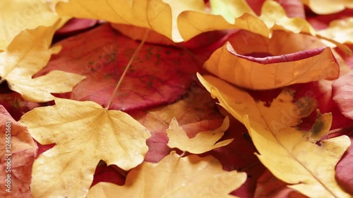 Faded red and yellow aytumn leaves / Faded red and yellow leaves on rotating plate, close-up photo