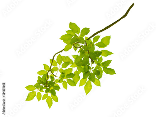 green leaves with branch isolated on white