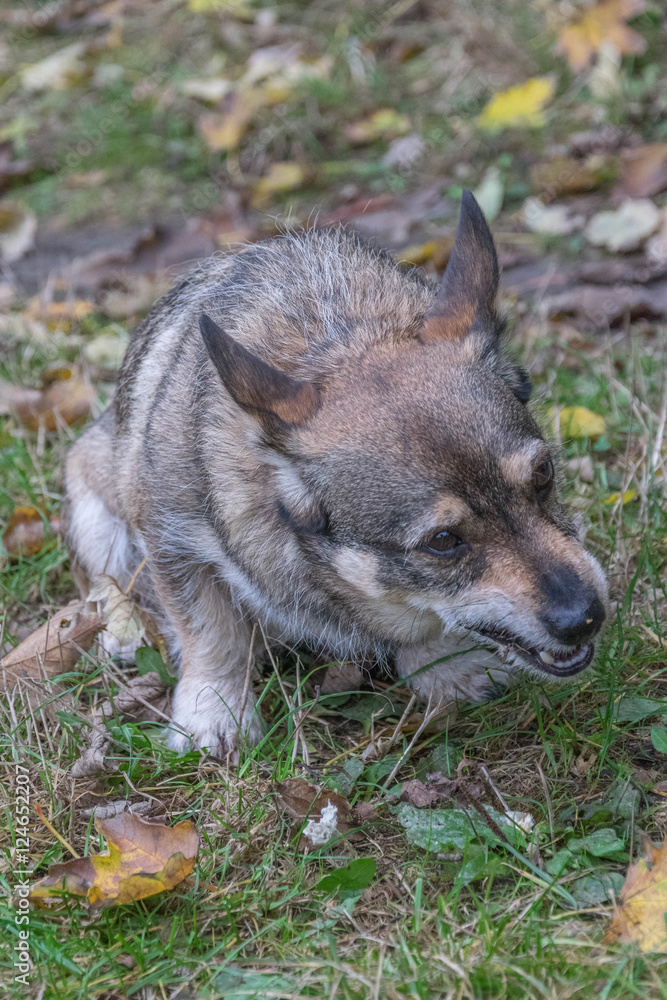 Leckerli im Herbst Leckerli im Herbst