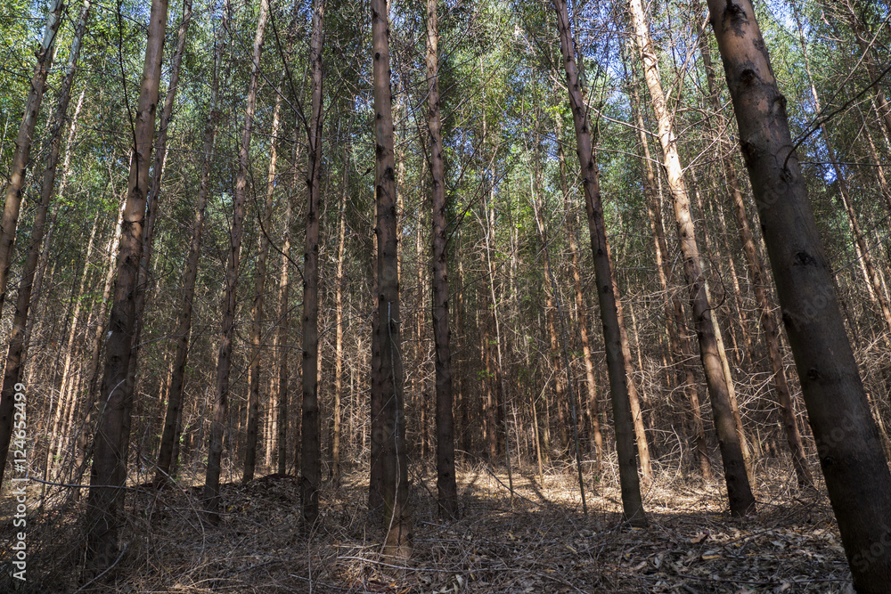 Obraz premium Tree background