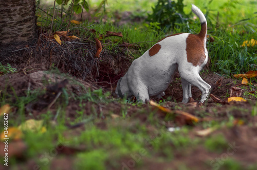 Dog fox terrier hunter climbs into the hole, fall