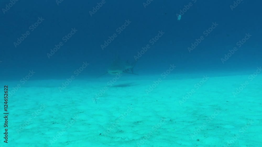 Bull Shark glides above sand Bull Shark glides above sand