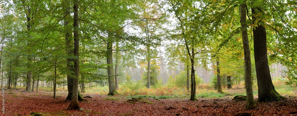 Obraz premium Vue panoramique dans la forêt de Saint-Amand-les-Eaux dans les hauts de France
