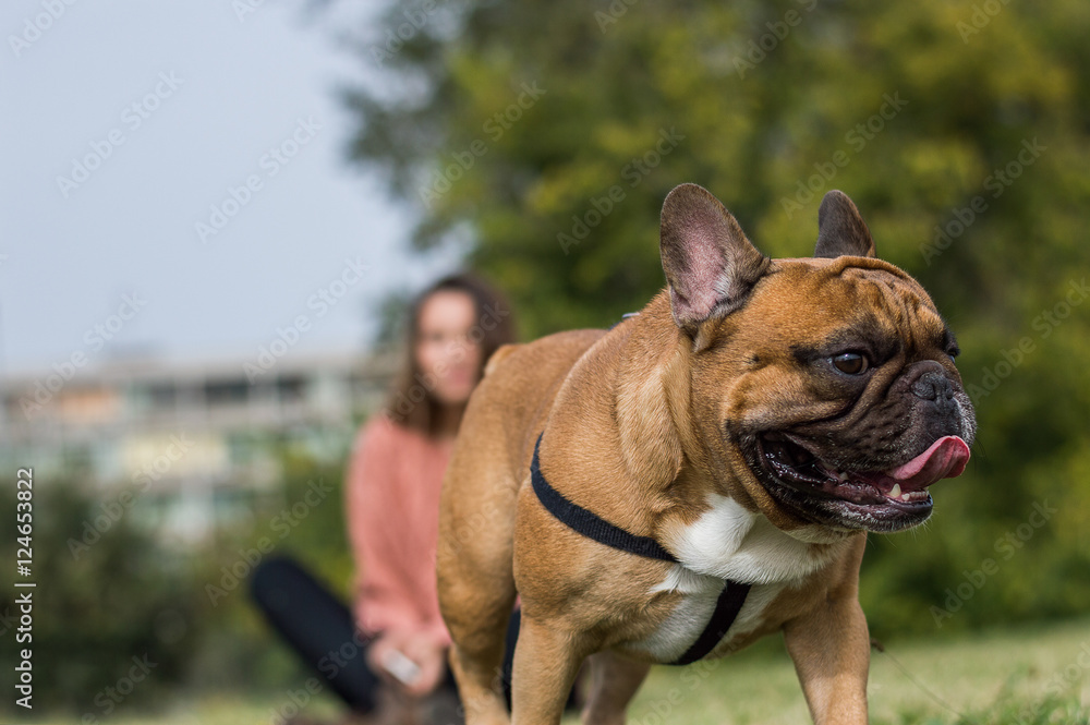 Fototapeta premium French bulldog outside
