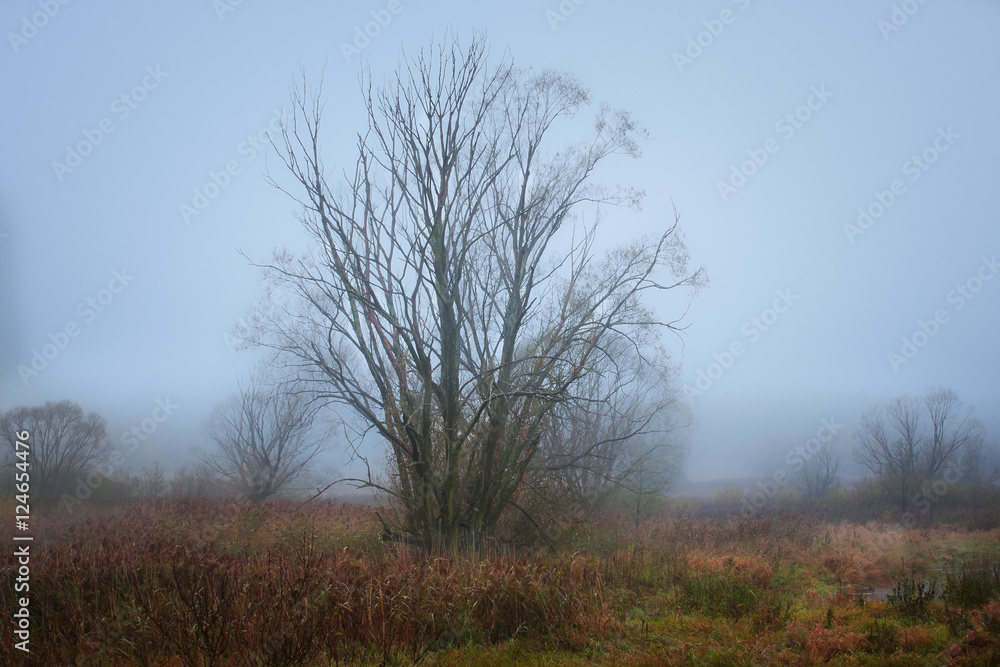 Fototapeta premium Jesienny poranek