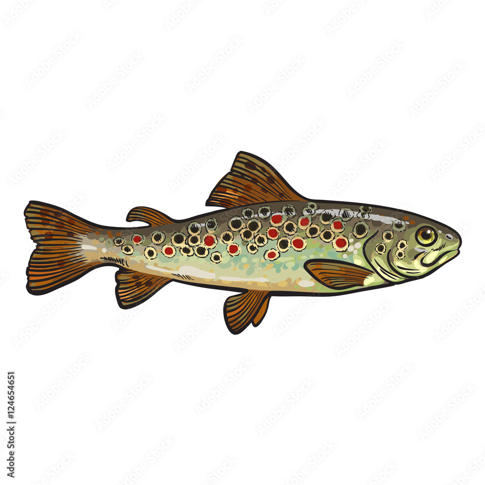 Hand drawn rainbow trout, sketch style vector illustration isolated on  white background. Colorful realistic drawing of a trout, edible marine fish  Stock Vector