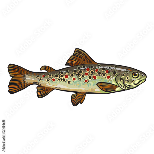 Hand drawn rainbow trout, sketch style vector illustration isolated on white background. Colorful realistic drawing of a trout, edible marine fish