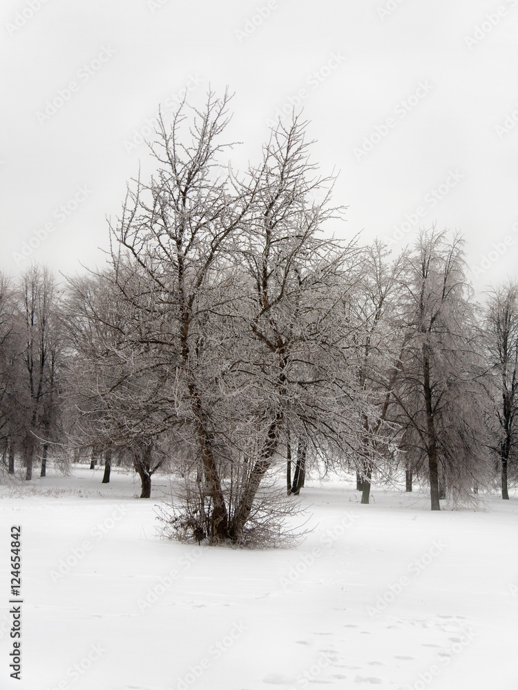 park with  trees in ice