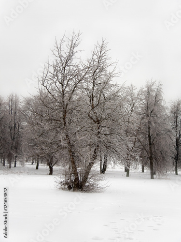 park with  trees in ice © foryouinf
