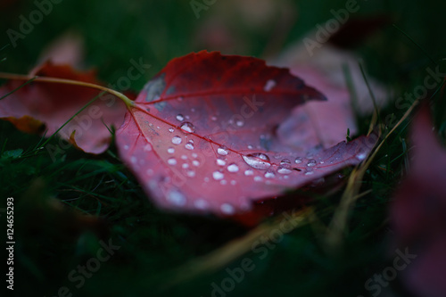 Autumn Rains