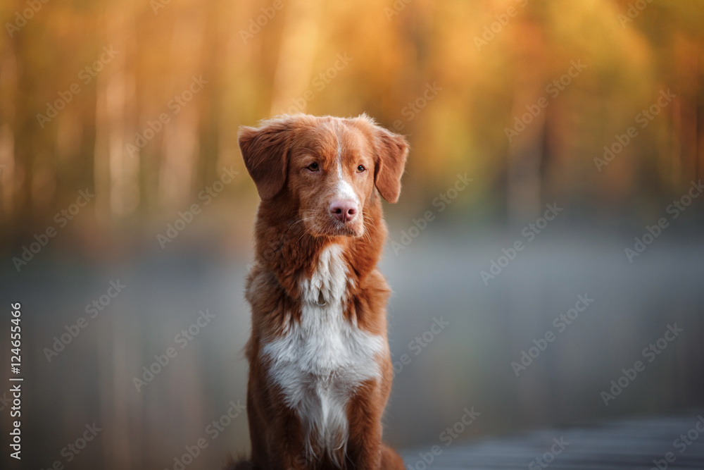 Nova Scotia Duck Tolling Retriever sitting in front looks. obedient dog outdoors