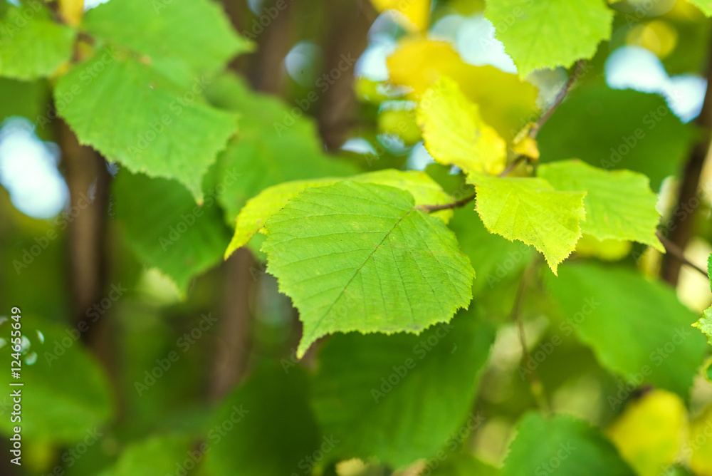 Green leaves of a hazel grove at the sunset. Natura greenl background Green leaves of a hazel grove at the sunset. Natura greenl background