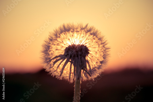 Dandelions in meadow at red sunset