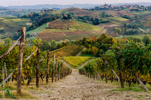 Vineyard of Langhe, in Piedmont, during harvest period in autumn photo
