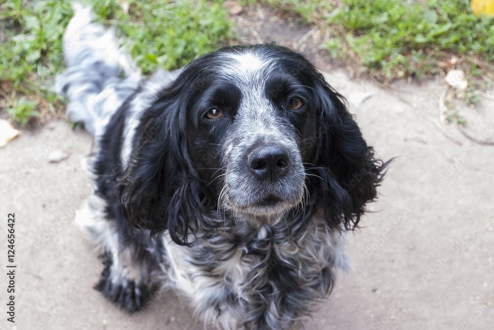 man's best friend,pet,funny dog,clever animal,