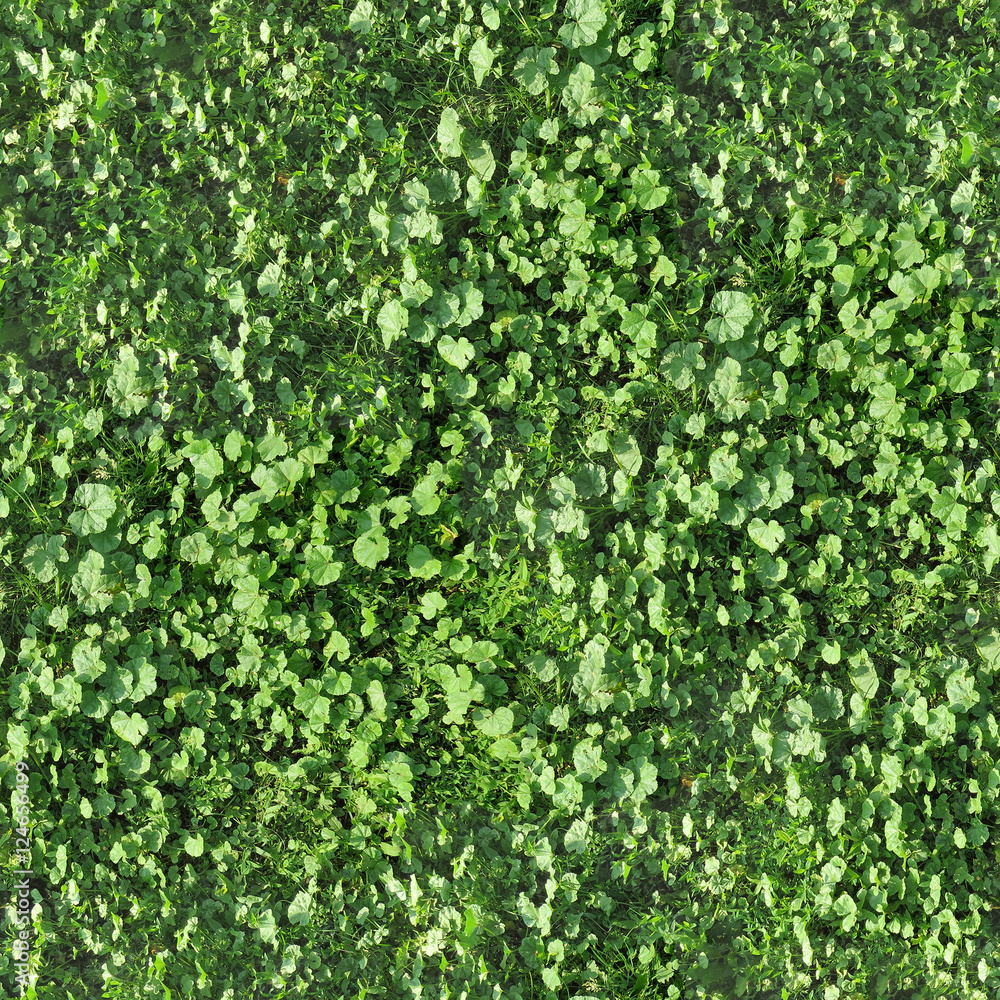 seamless texture of grass seamless texture of grass