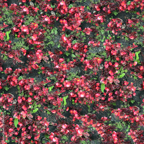 seamless texture of flowerbed