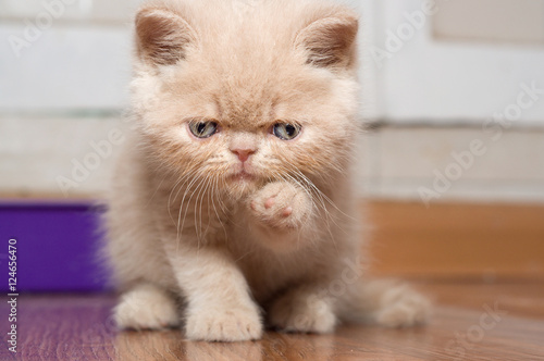 sad cat washes persian kitten 