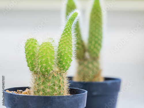close up shot on small green cactus