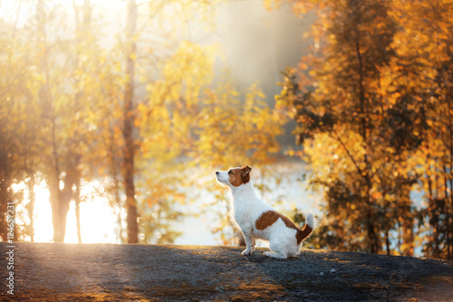 Fototapeta Naklejka Na Ścianę i Meble -  Jack Russell Terrier sitting in front looks