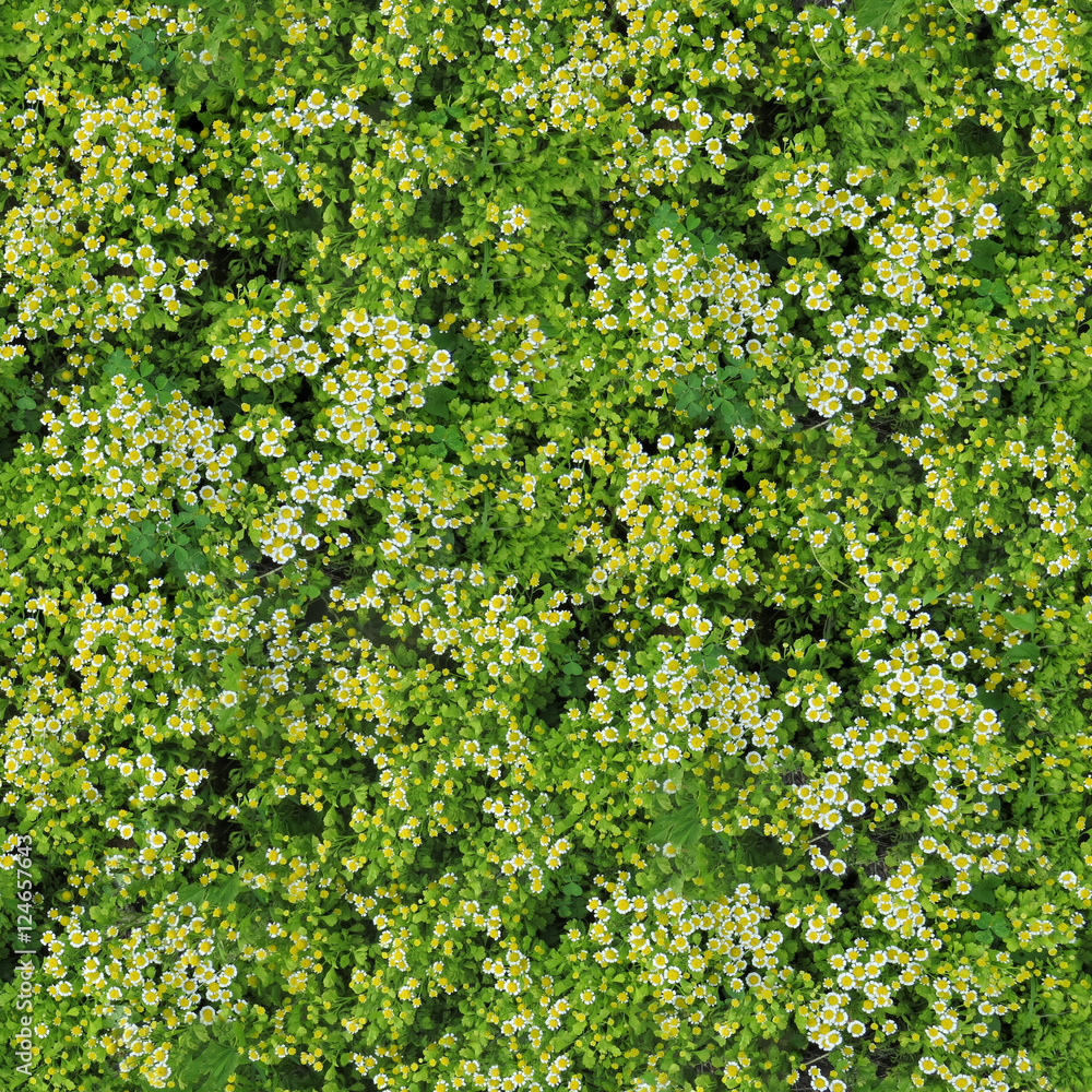 Obraz premium seamless texture of chamomile