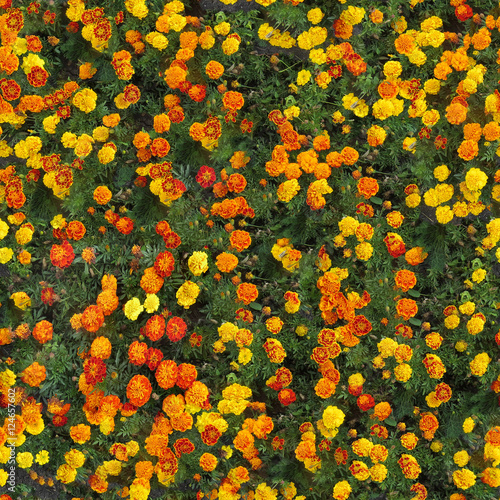 seamles texture of calendula