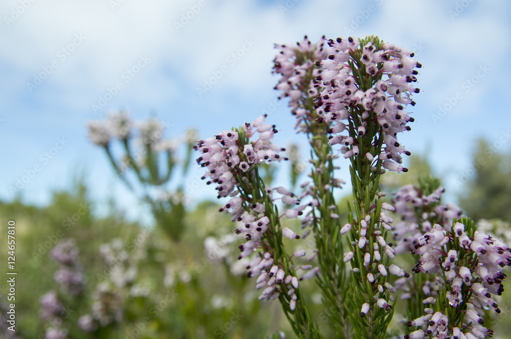 Obraz premium Common heather, Ling (Calluna vulgaris) plant