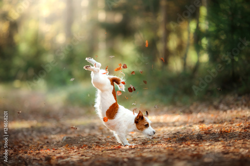 Dog Jack Russell Terrier jump over the leaves
