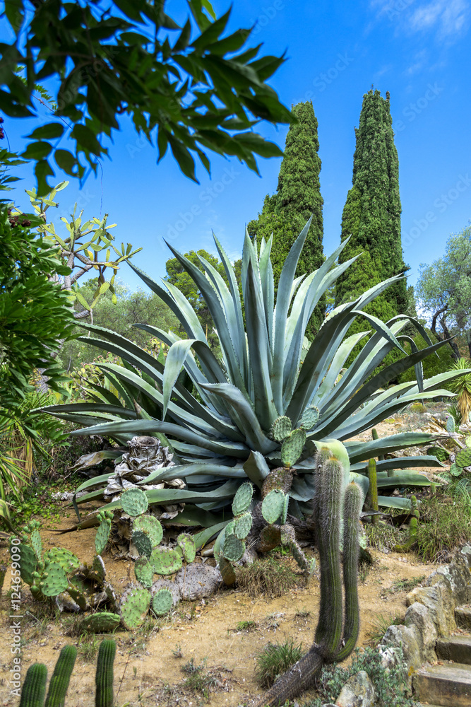 Fototapeta premium Cactus garden in the Lloret de mar, Costa Brava, Catalonia, Spain