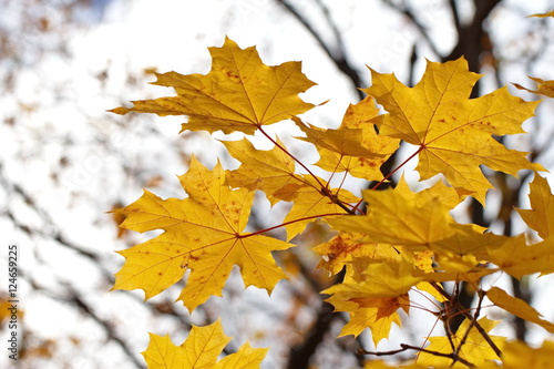 Yellow maple leaves on natural background