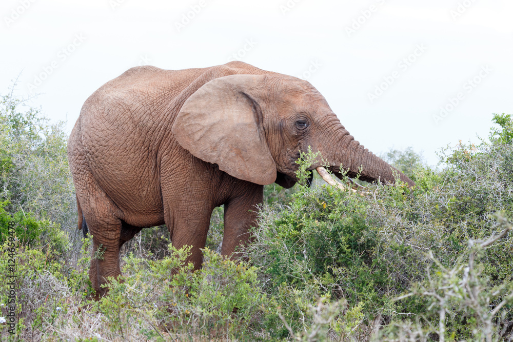 Elephant in the bushes eating