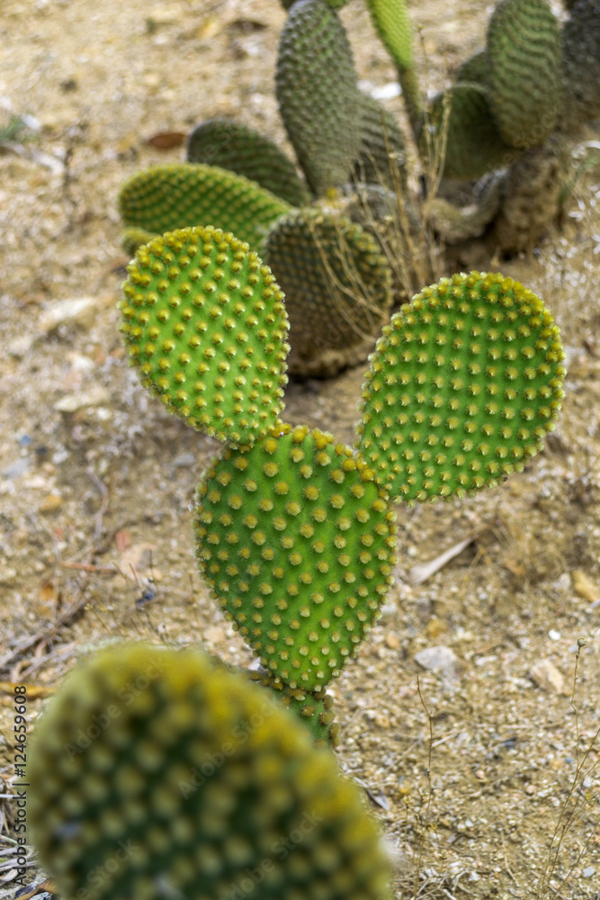 Cactus garden in the Lloret de mar, Costa Brava, Catalonia, Spain