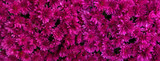 Magenta Blüten von Chrysanthemen 