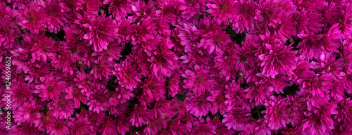 Magenta Blüten von Chrysanthemen  photo