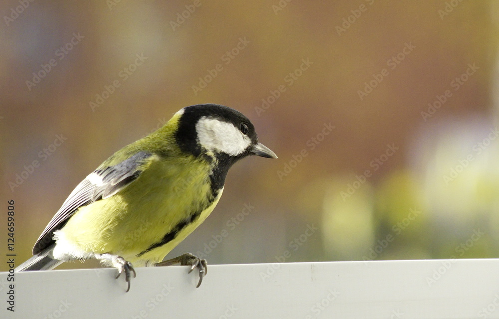 Naklejka premium Great tit near the feeders. 
