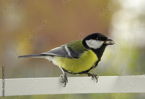 Great tit near the feeders. 