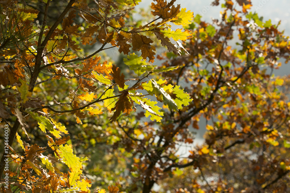 oak autumn leaves 